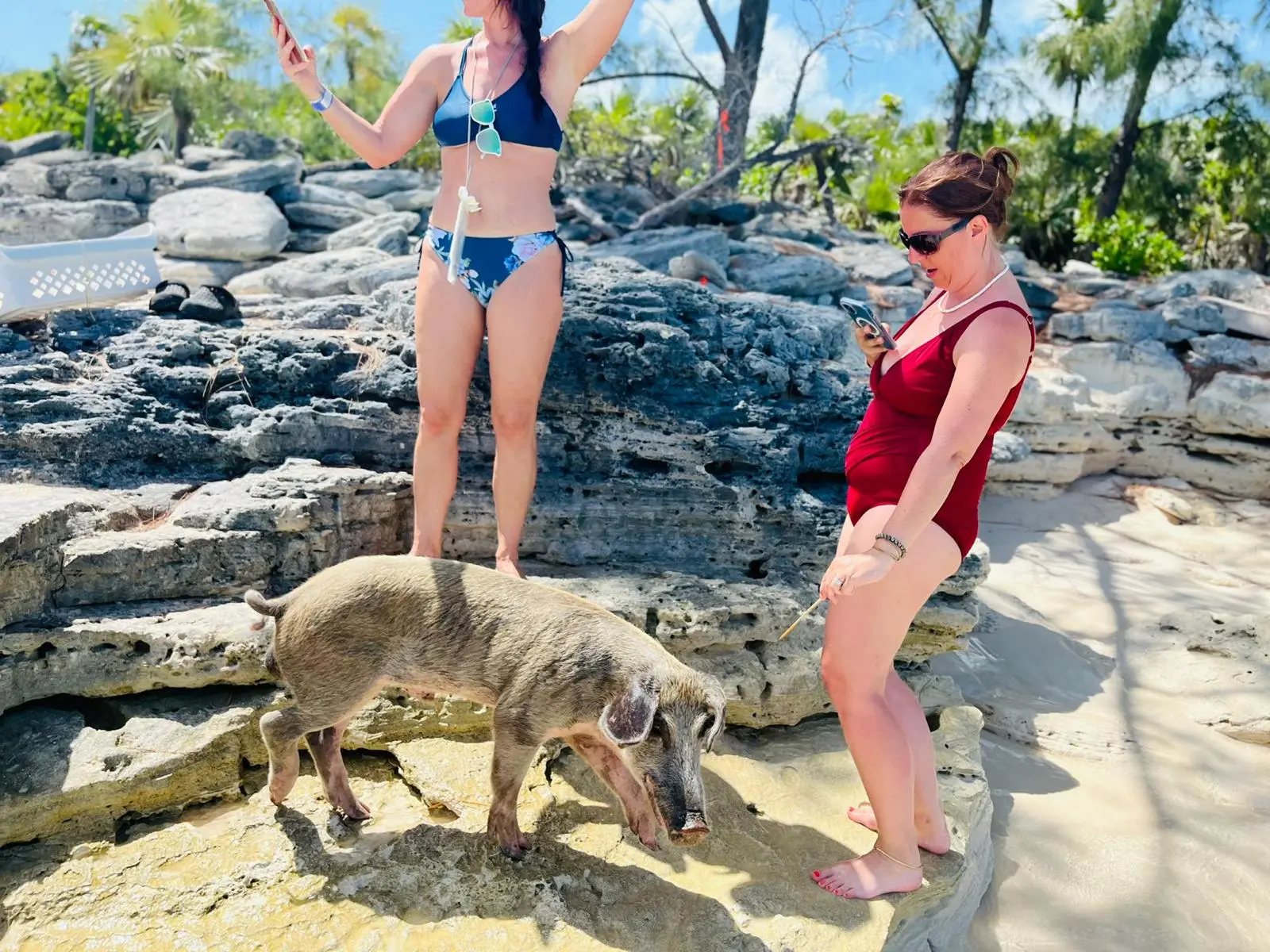 Island Escapes Bahamas guests, swimming pigs, and Nassau adventures