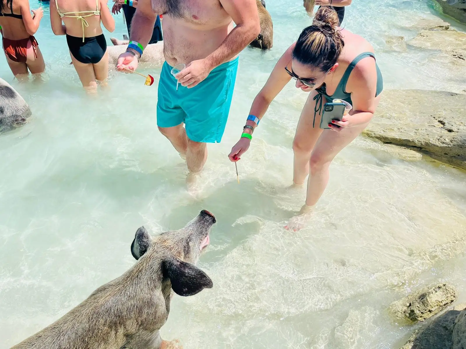 Island Escapes Bahamas guests, swimming pigs, and Nassau adventures