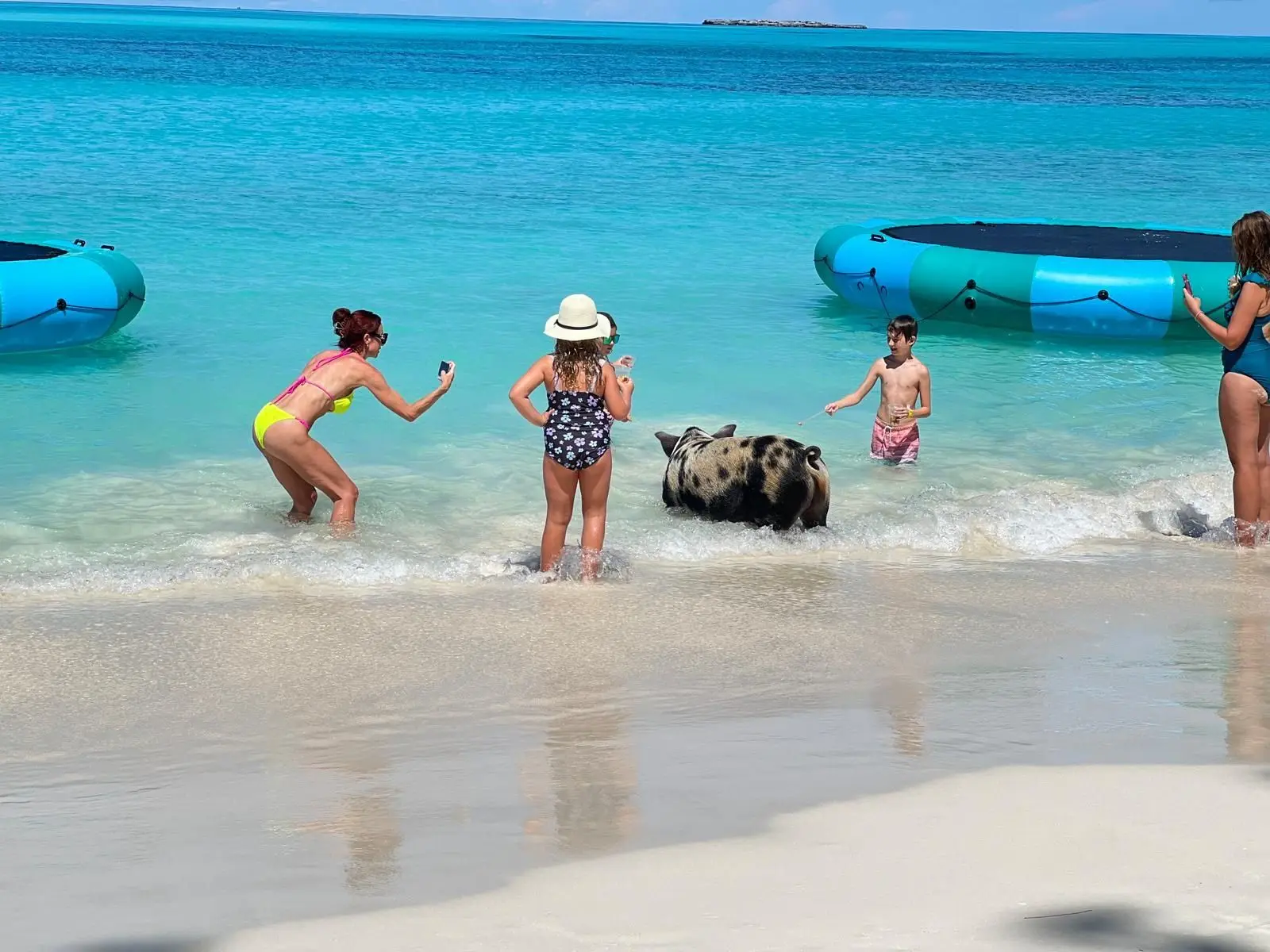 Exuma day trip from Nassau: swimming pigs, iguanas, and nurse sharks