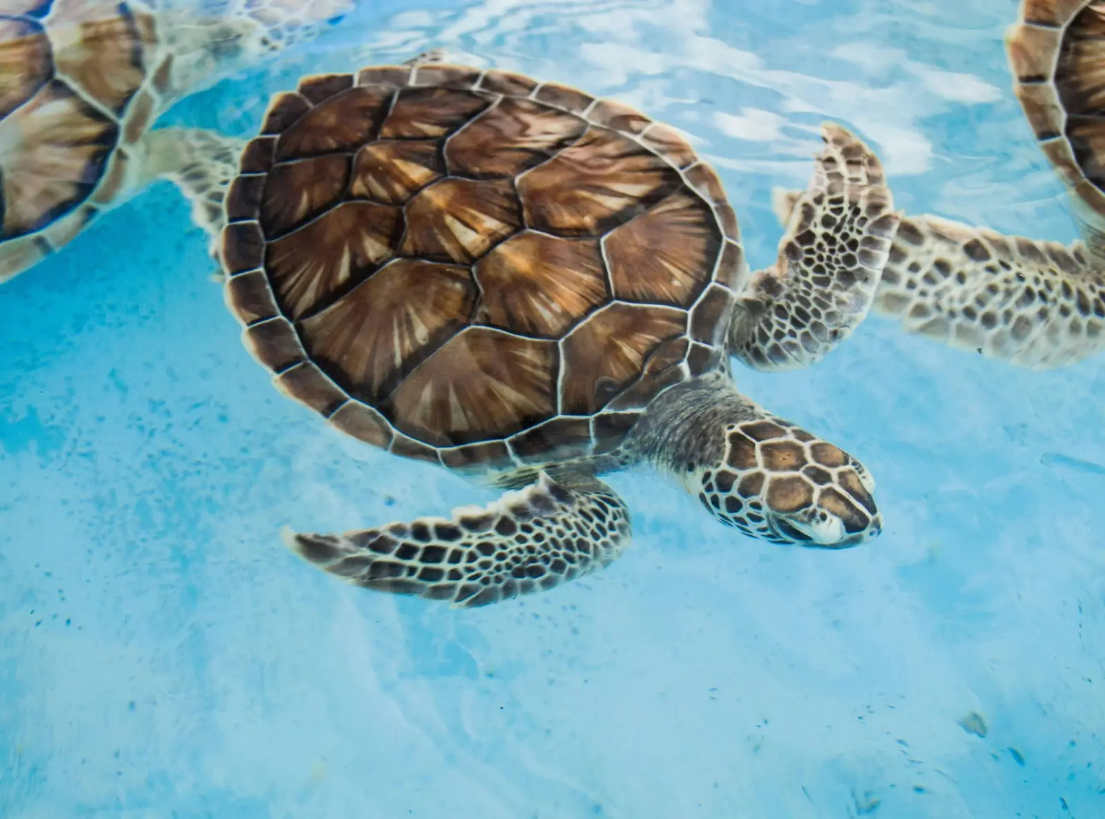 Beach day experience with water toys and snorkeling near Rose Island