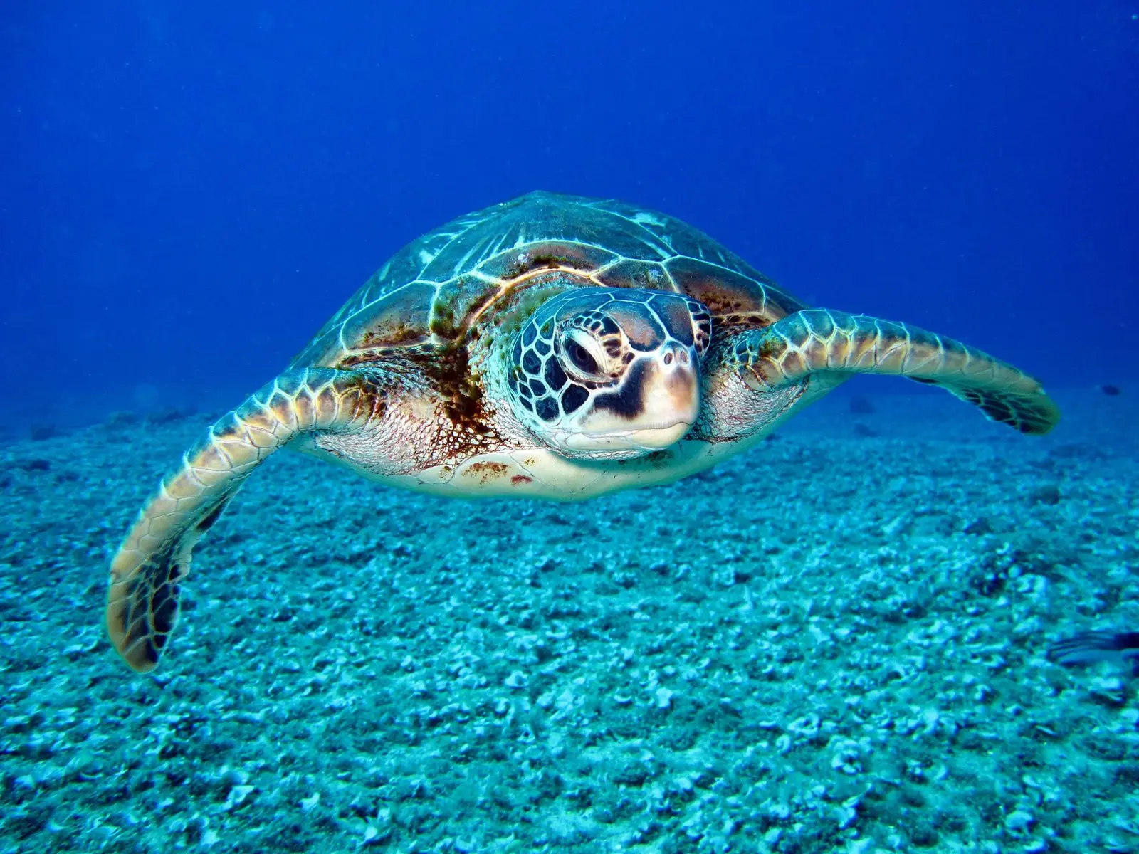 Beach day experience with water toys and snorkeling near Rose Island