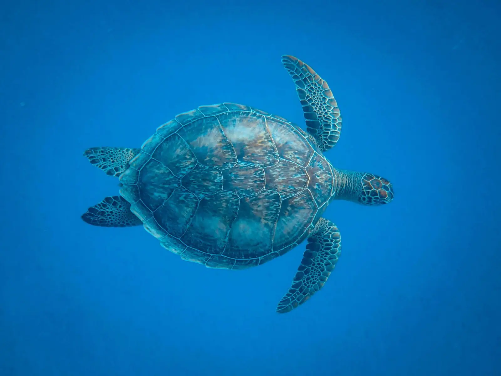 Beach day experience with water toys and snorkeling near Rose Island