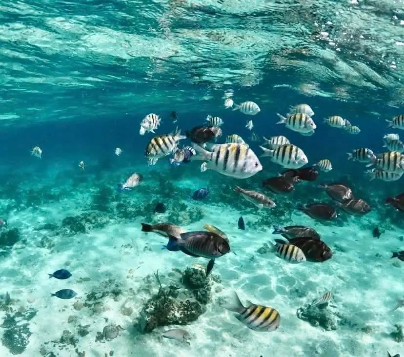 Cocktail cruise with Nassau sightseeing and snorkeling