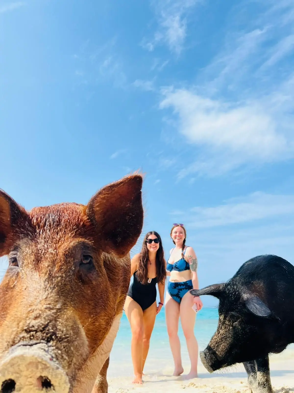 Perfect Day swimming pigs, snorkel and beach lunch tour