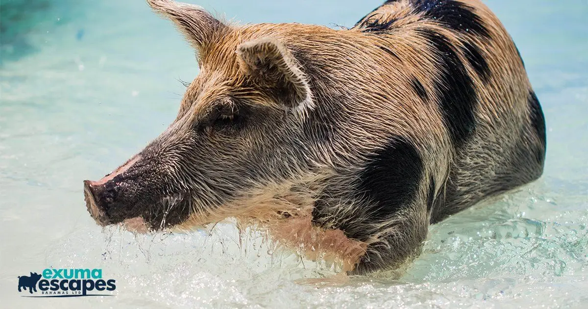 Swimming pig wading in shallow turquoise water
