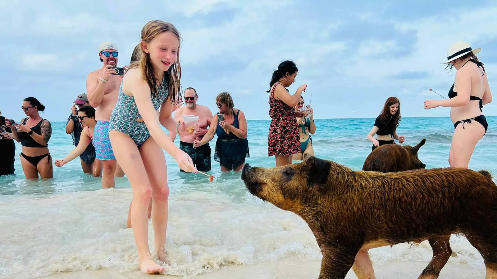 Guests feeding a swimming pig in the shallows on the Best of Nassau tour