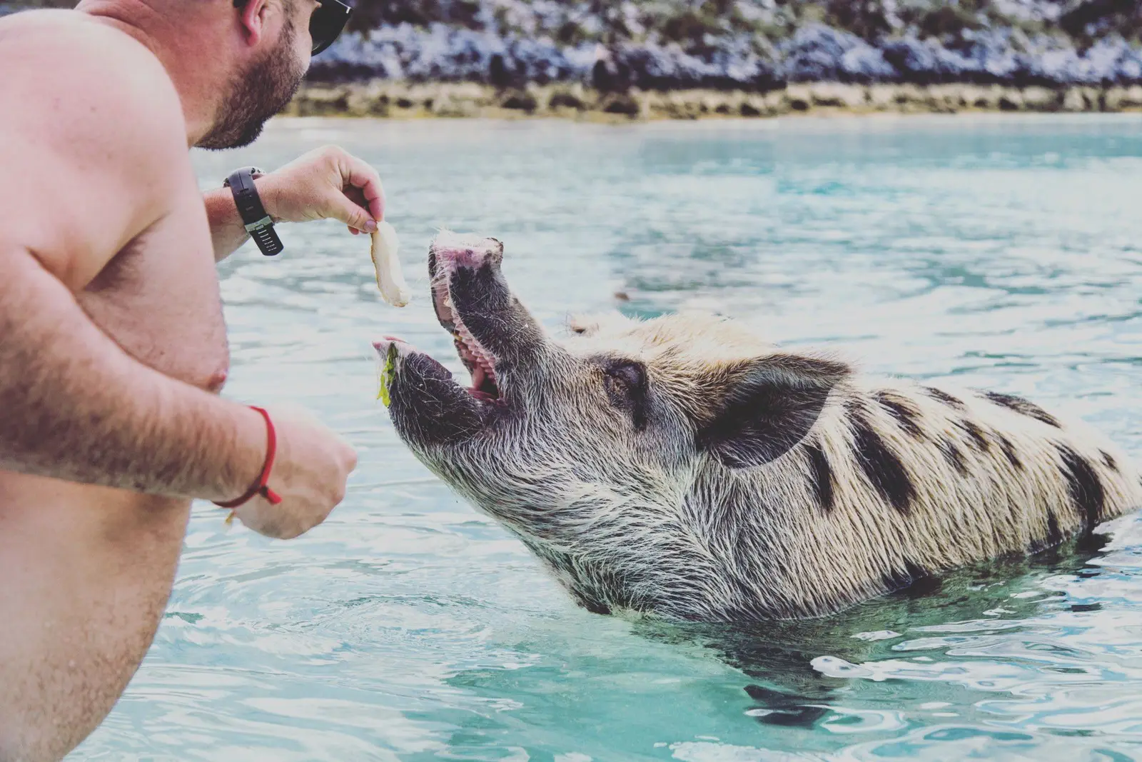 Exuma 5 islands swimming pigs boat adventure