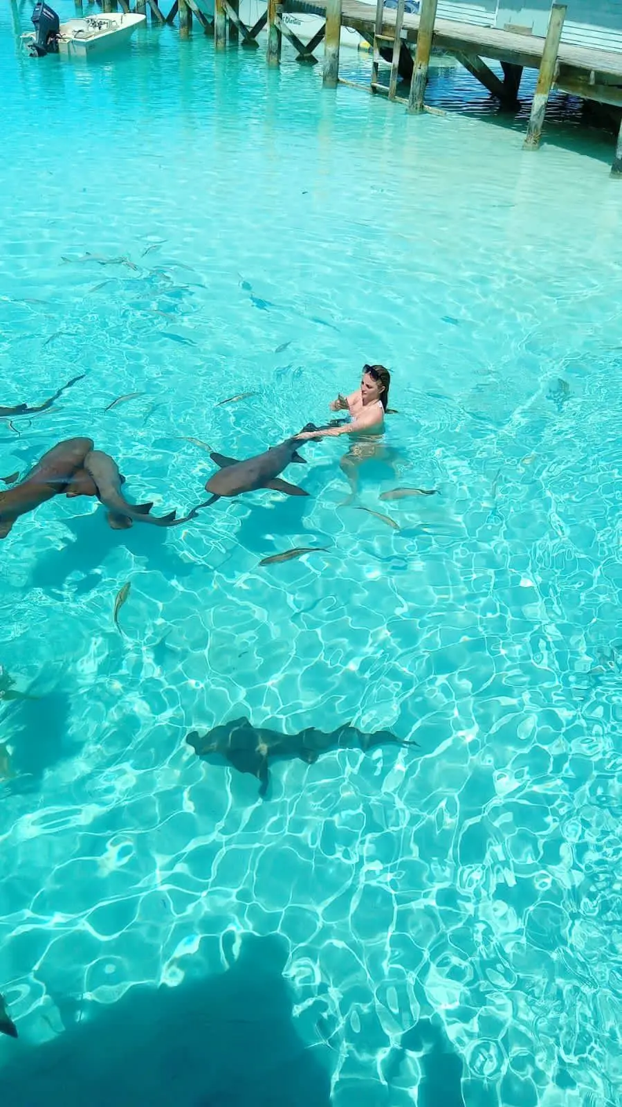Exuma 5 islands swimming pigs boat adventure